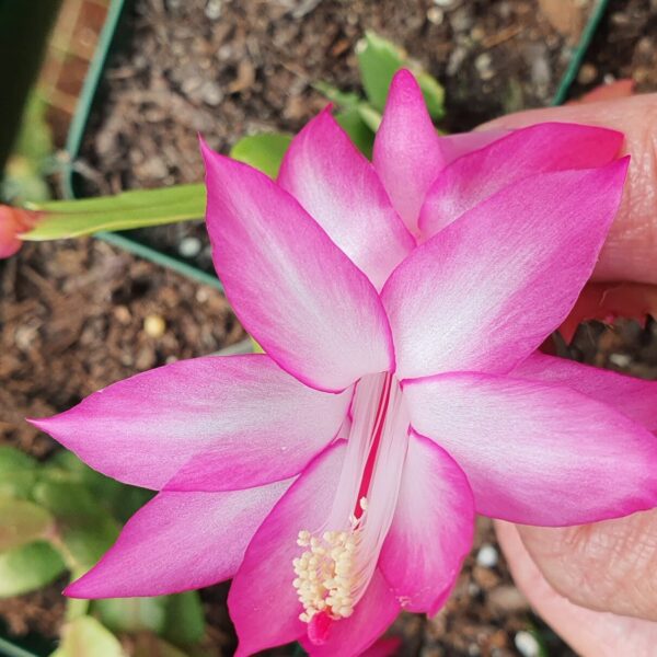 Schlumbergera - Christen Aurea