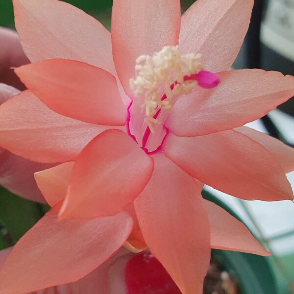 Schlumbergera - Christmas Fantasy