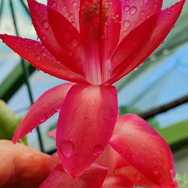 Schlumbergera - Claudia