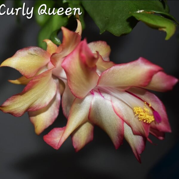 Schlumbergera - Curly Queen