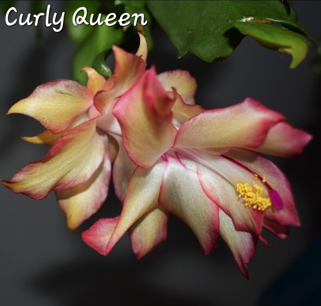 Schlumbergera - Curly Queen