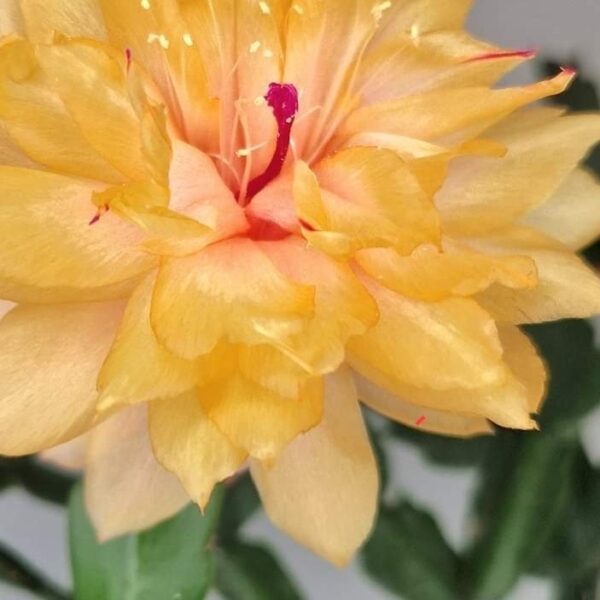 Schlumbergera - Double Bright