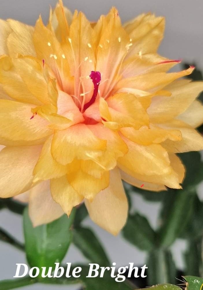 Schlumbergera - Double Bright