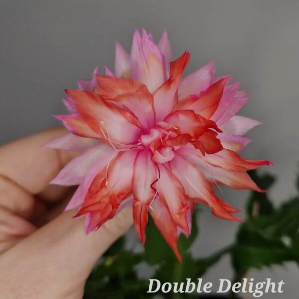 Schlumbergera - Double Delight