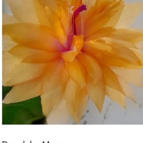 Schlumbergera - Double Mango