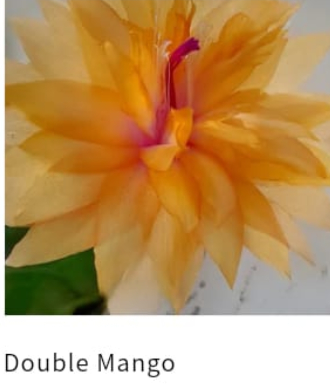 Schlumbergera - Double Mango