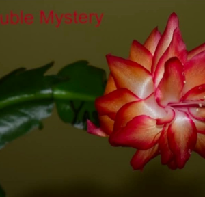 Schlumbergera - Double Mystery
