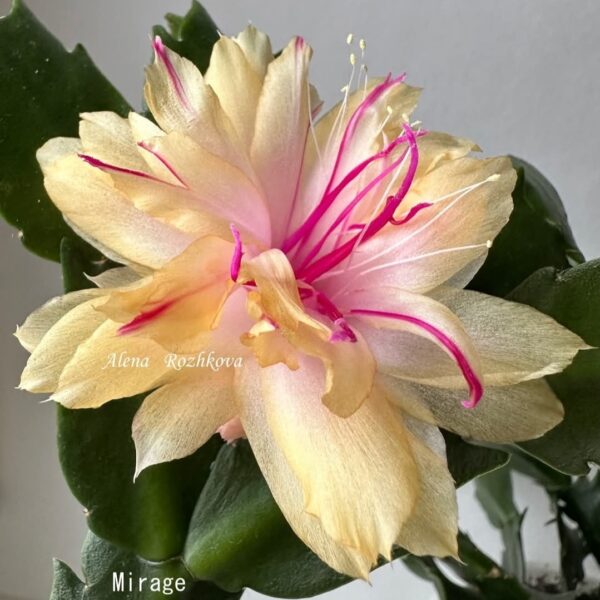 Double Schlumbergera