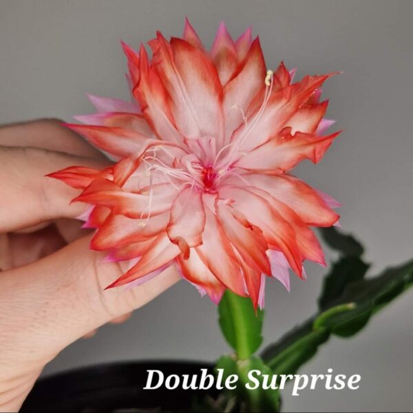 Schlumbergera - Double Surprise