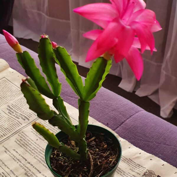 Schlumbergera - Exotica Knuth