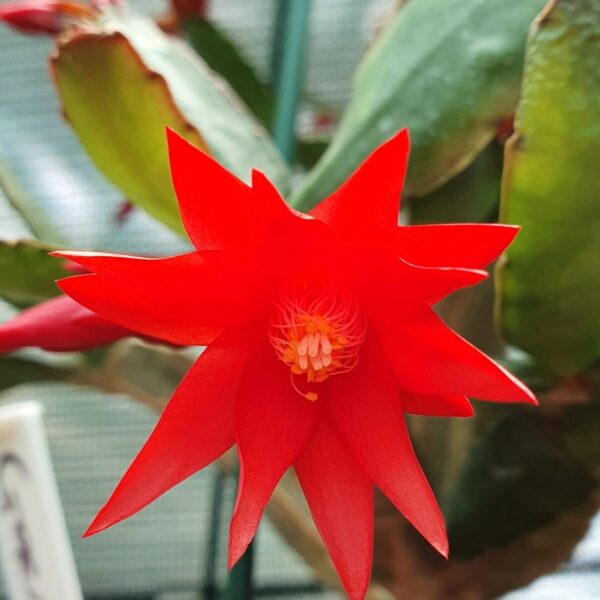 Rhipsalidopsis - Red Fire
