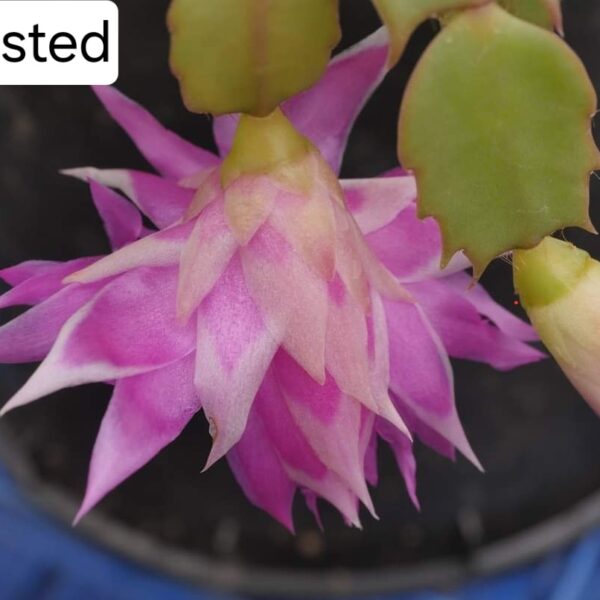Schlumbergera - Frosted