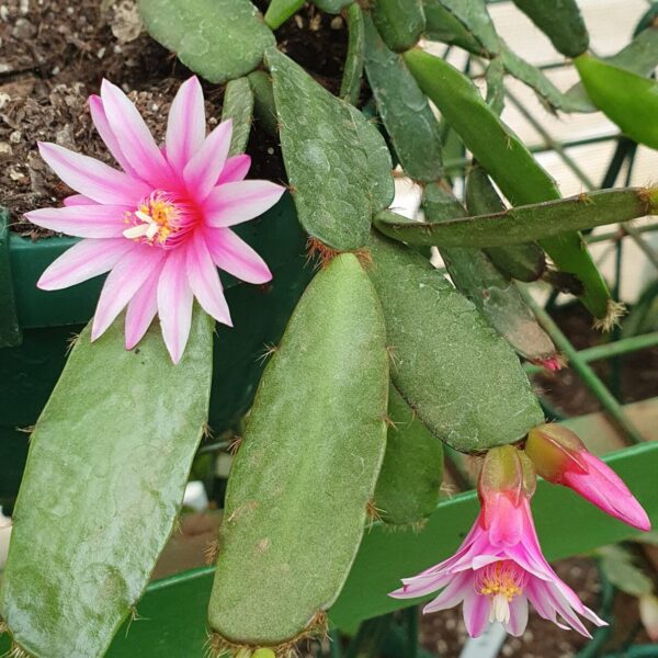 Rhipsalidopsis - Georgette