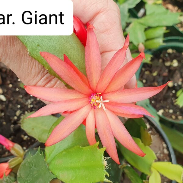 Rhipsalidopsis - Giant