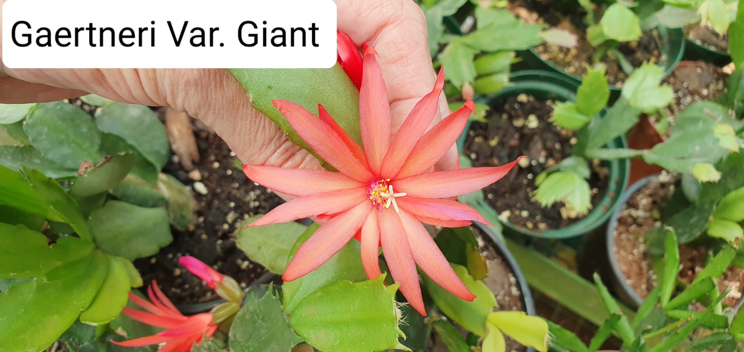Rhipsalidopsis - Giant