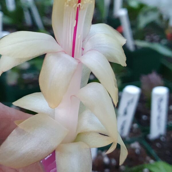Schlumbergera - Golden Girl