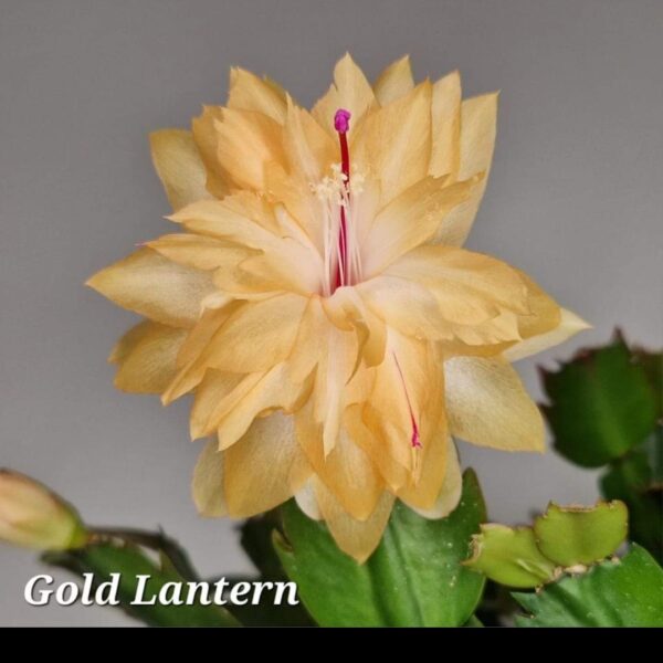 Schlumbergera - Golden Lantern