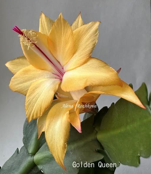 Schlumbergera - Golden Queen