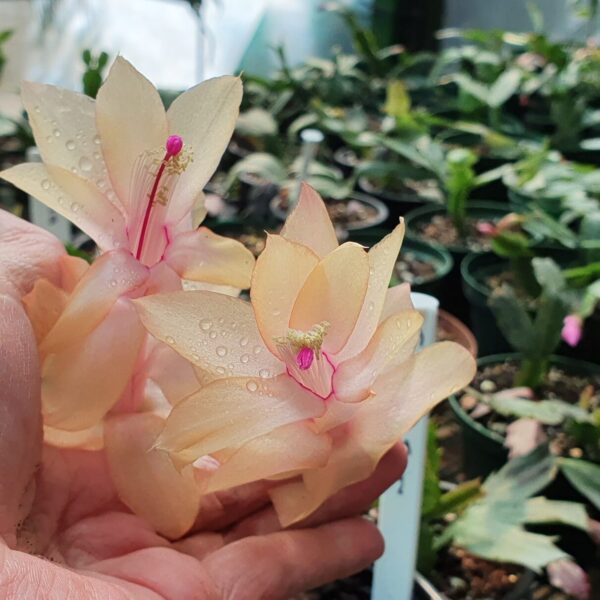 Schlumbergera - Golden Sun