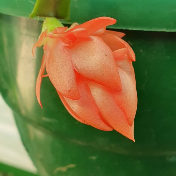 Schlumbergera - Happy