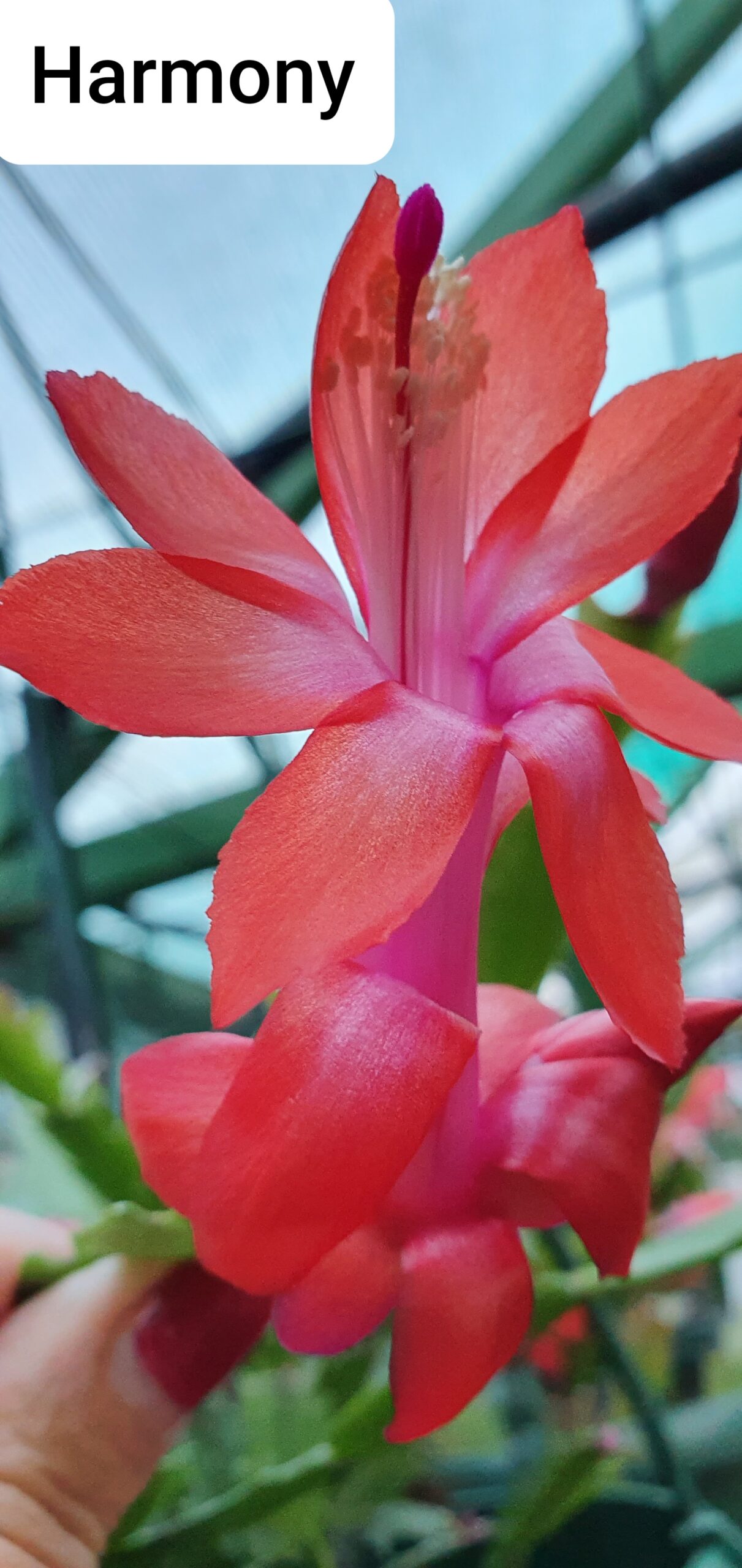 Schlumbergera - Harmony