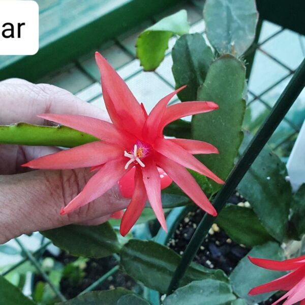 Rhipsalidopsis - Hatherton Star
