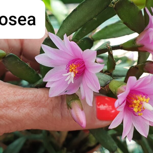 Rhipsalidopsis - Rosea