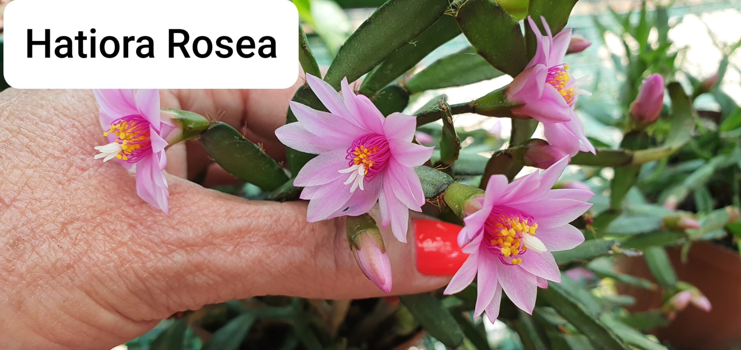 Rhipsalidopsis - Rosea