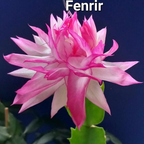 Schlumbergera - Heart of Fenrir