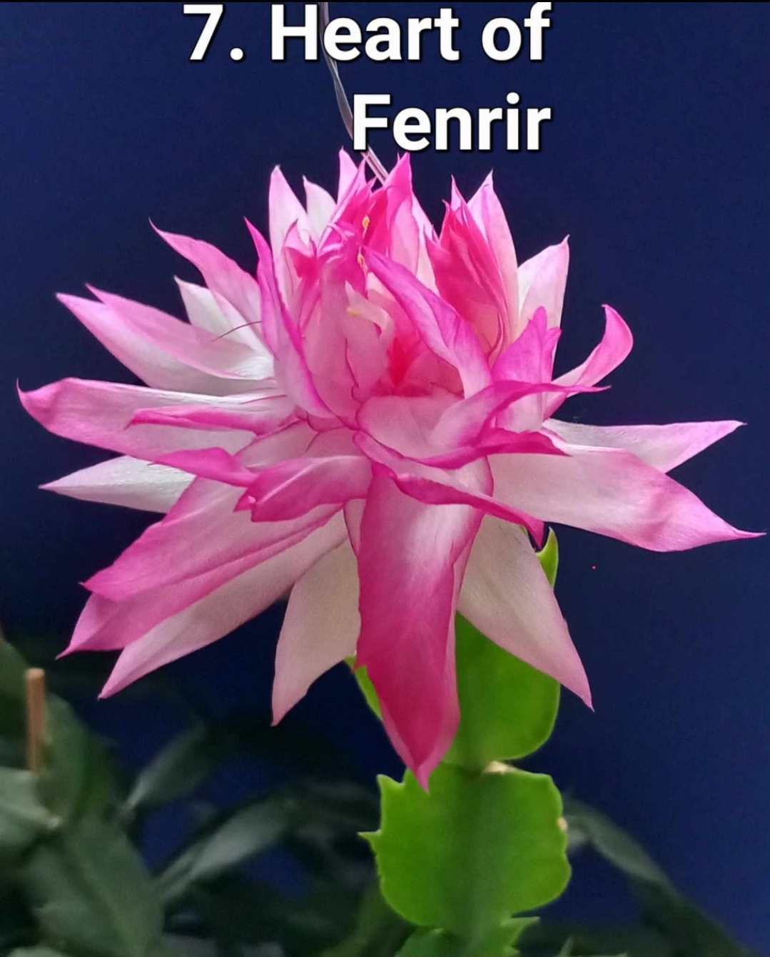 Schlumbergera - Heart of Fenrir