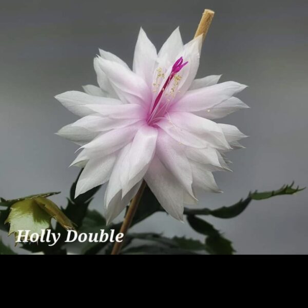 Schlumbergera - Double Holly