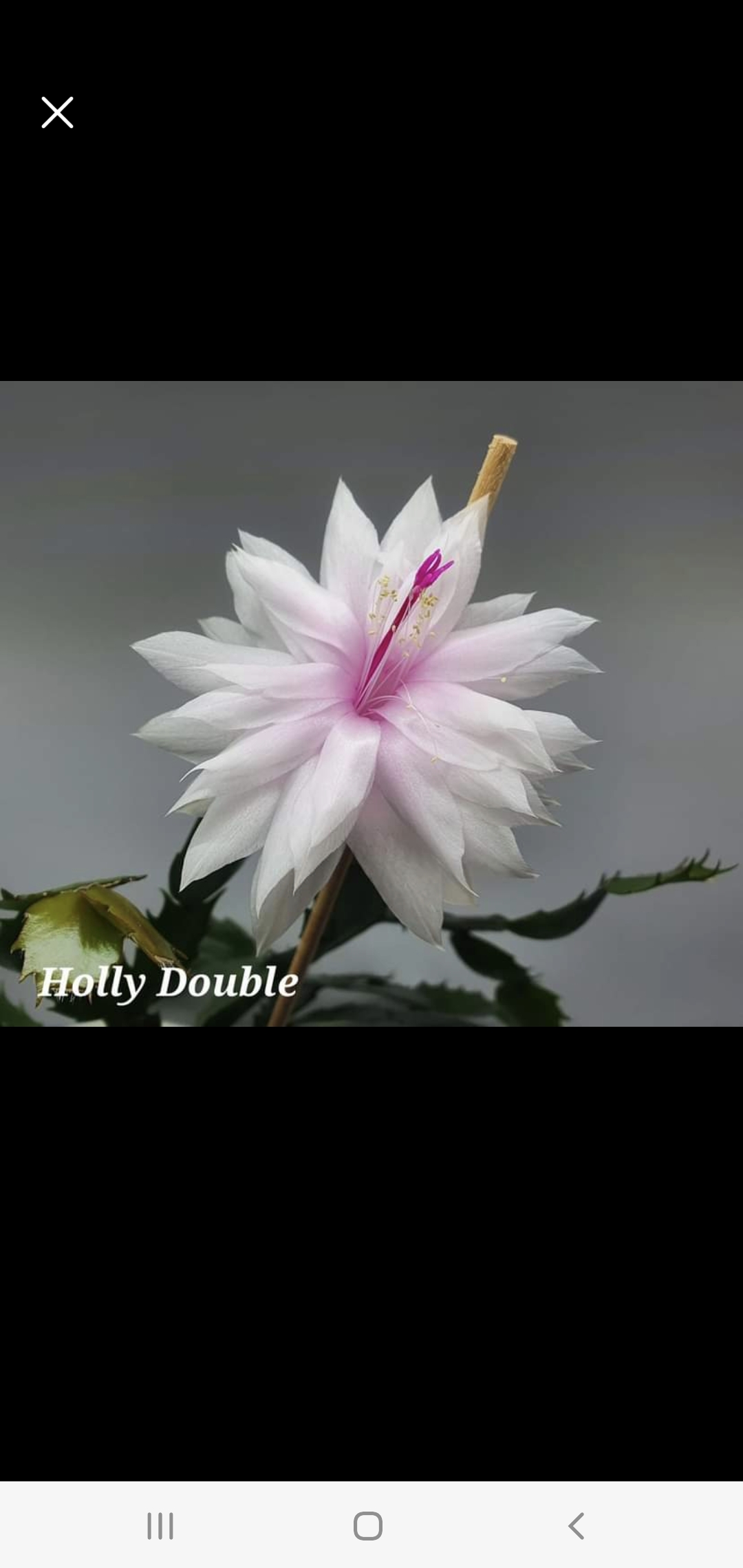 Schlumbergera - Double Holly