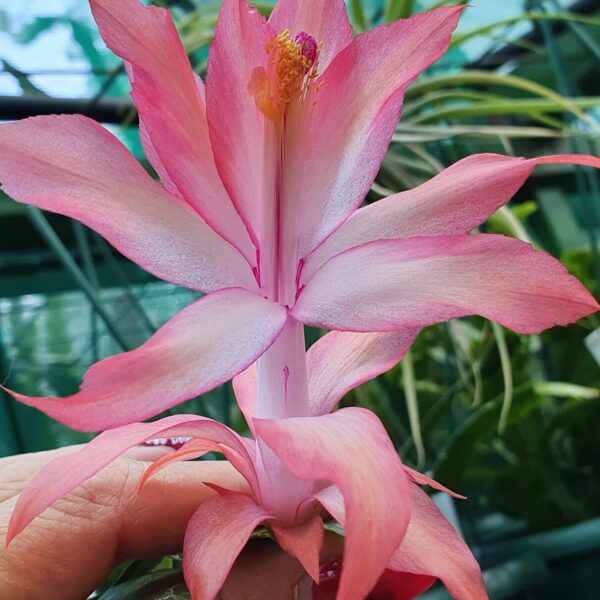 Schlumbergera - Just Peachy