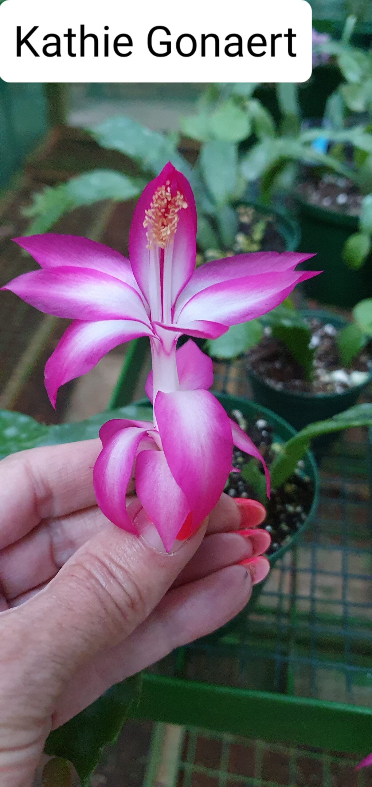 Schlumbergera - Kathie Goneart
