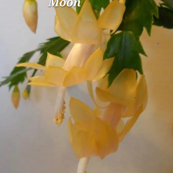 Schlumbergera - Keystone Cinnamon Moon