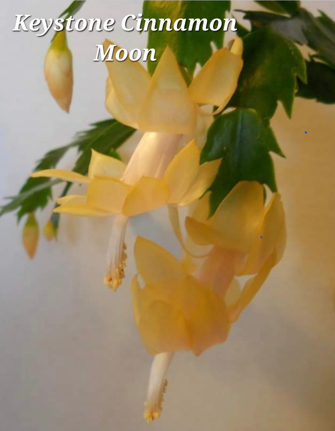 Schlumbergera - Keystone Cinnamon Moon