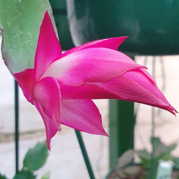 Schlumbergera - Kokanje Star