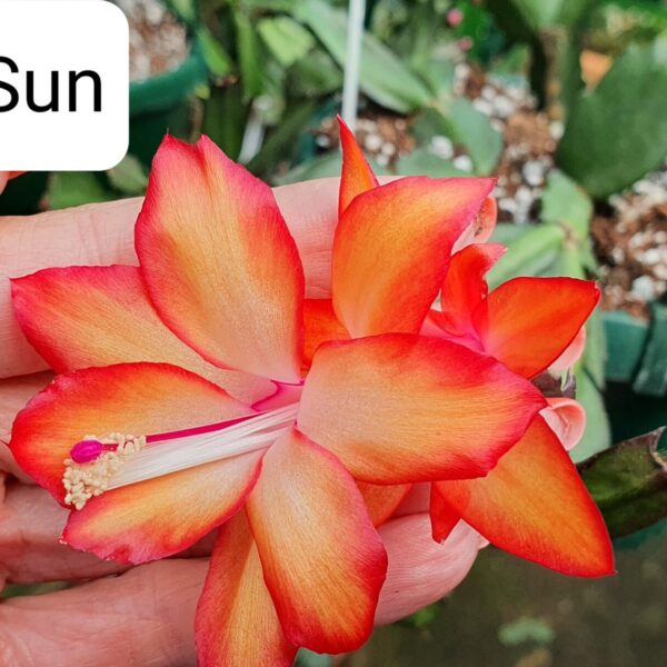 Schlumbergera - Kokanje Sun
