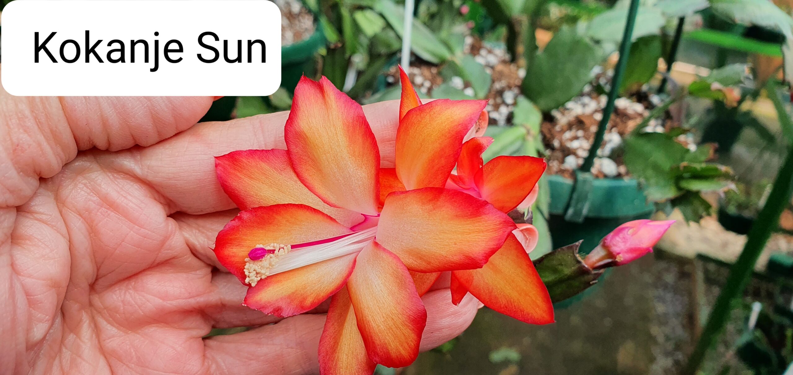 Schlumbergera - Kokanje Sun