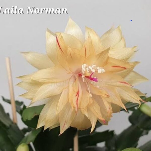 Schlumbergera - Leila Norman