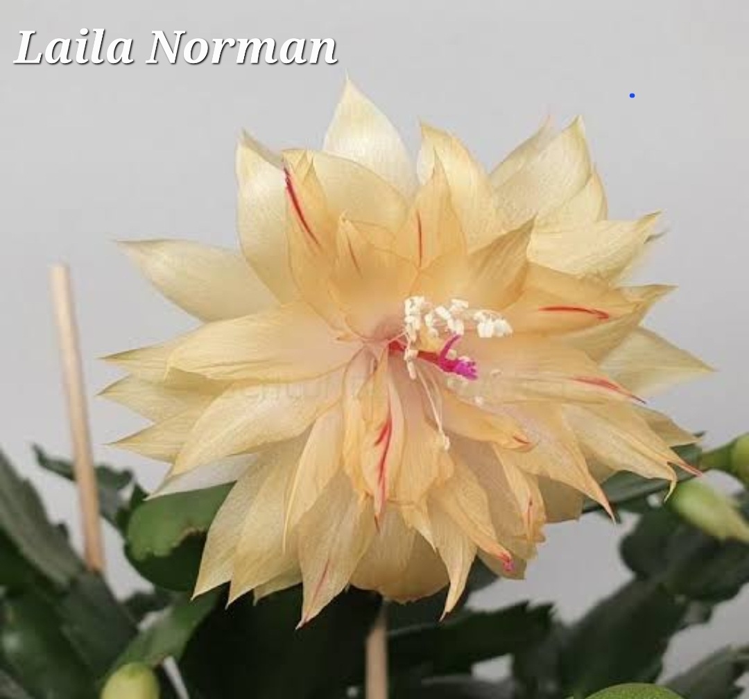 Schlumbergera - Leila Norman