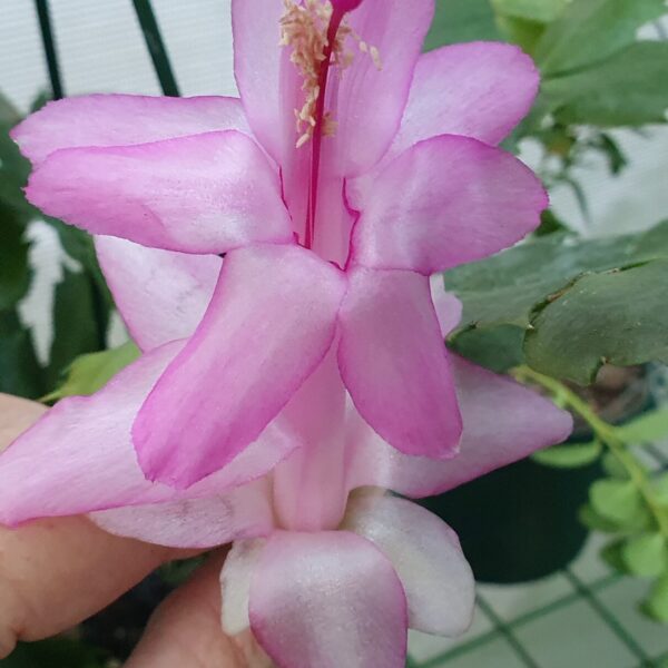 Schlumbergera - Lavender Best