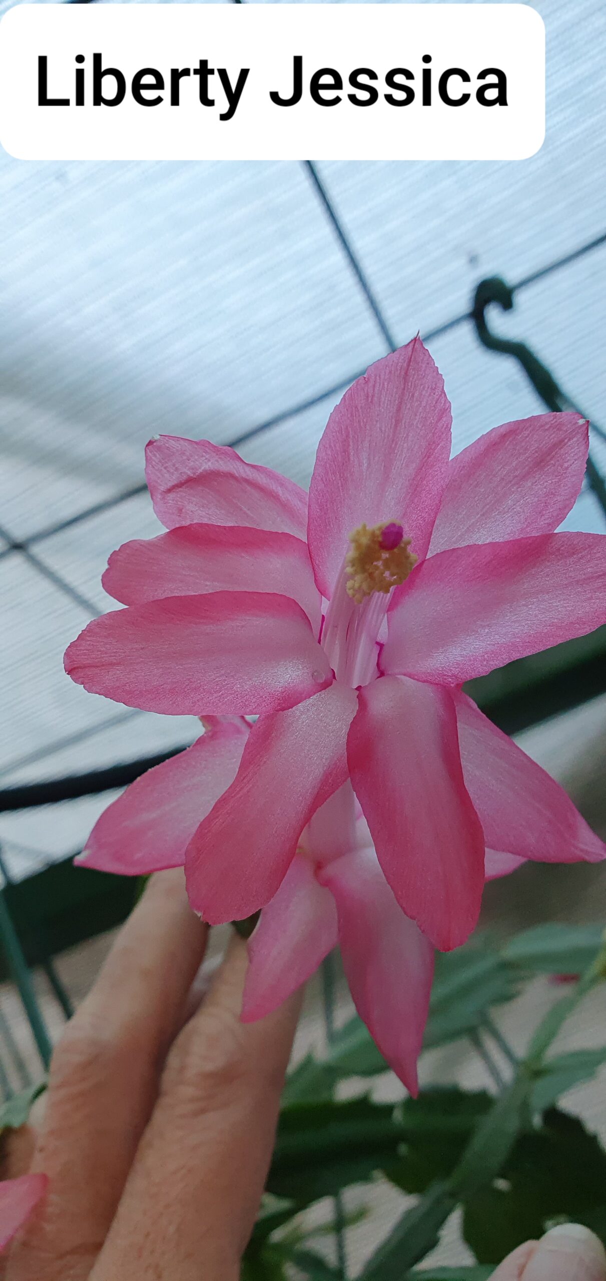 Schlumbergera - Liberty Jessica