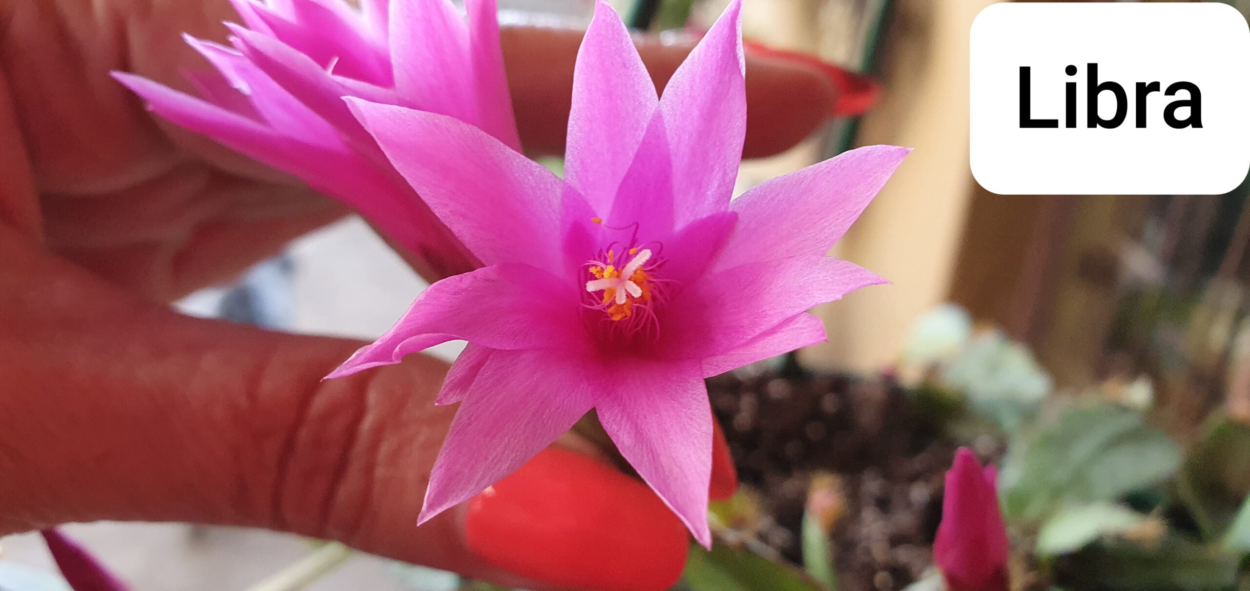Rhipsalidopsis - Libra