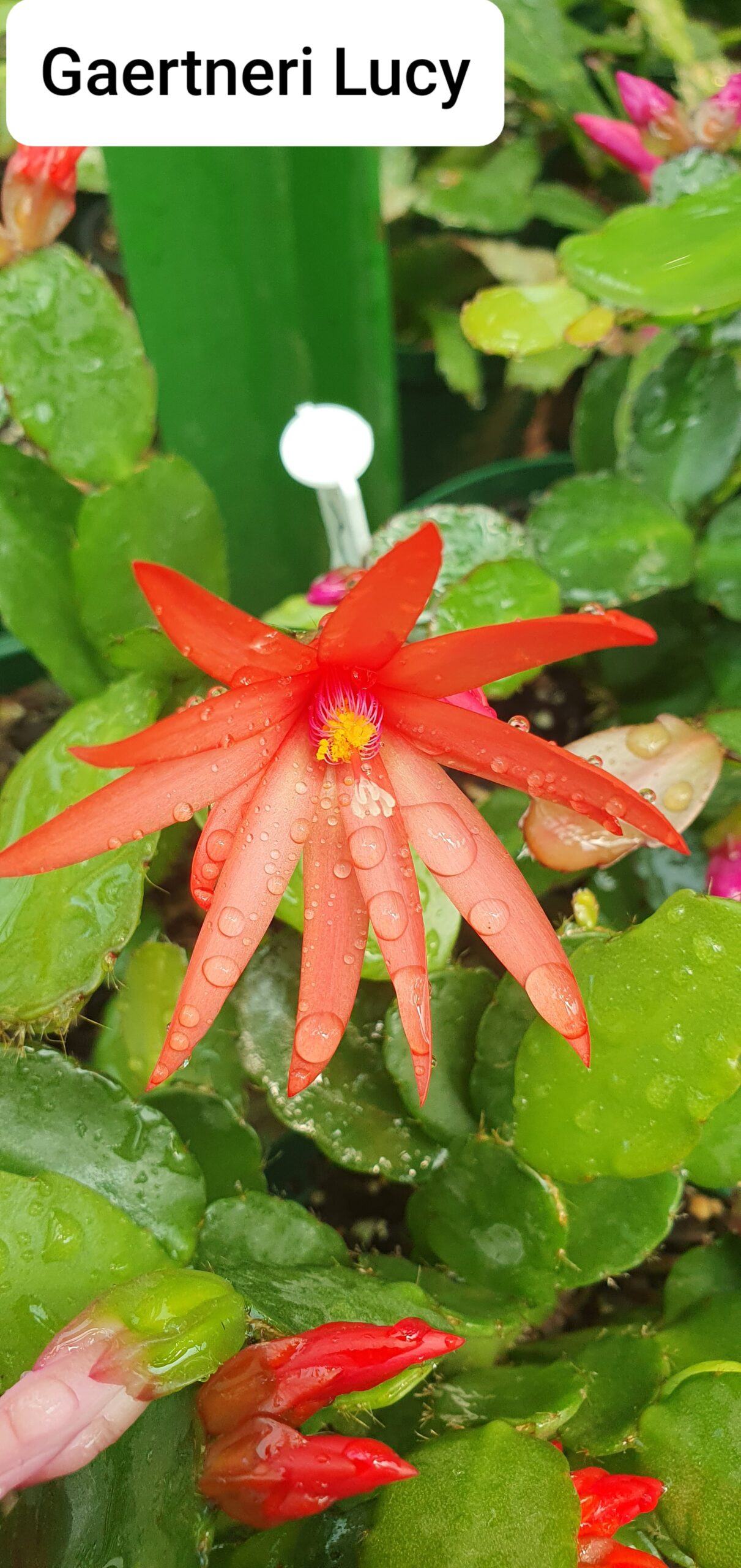 Rhipsalidopsis - Lucy