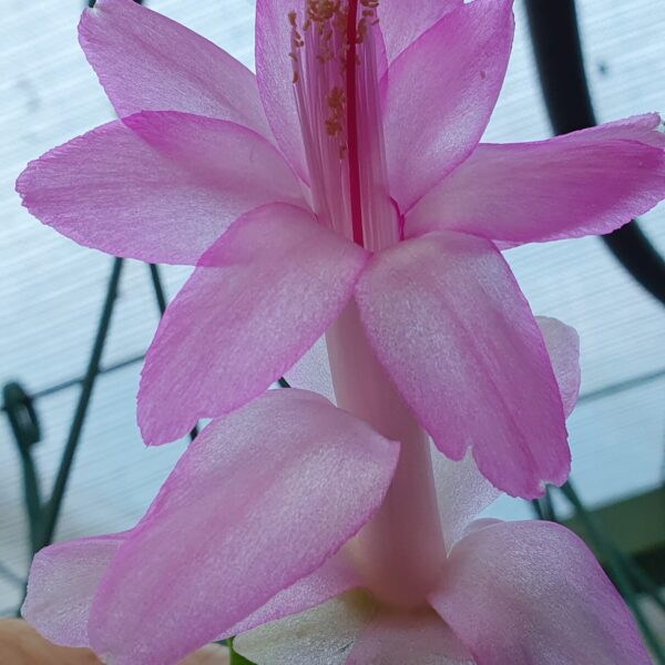 Schlumbergera - Magenta