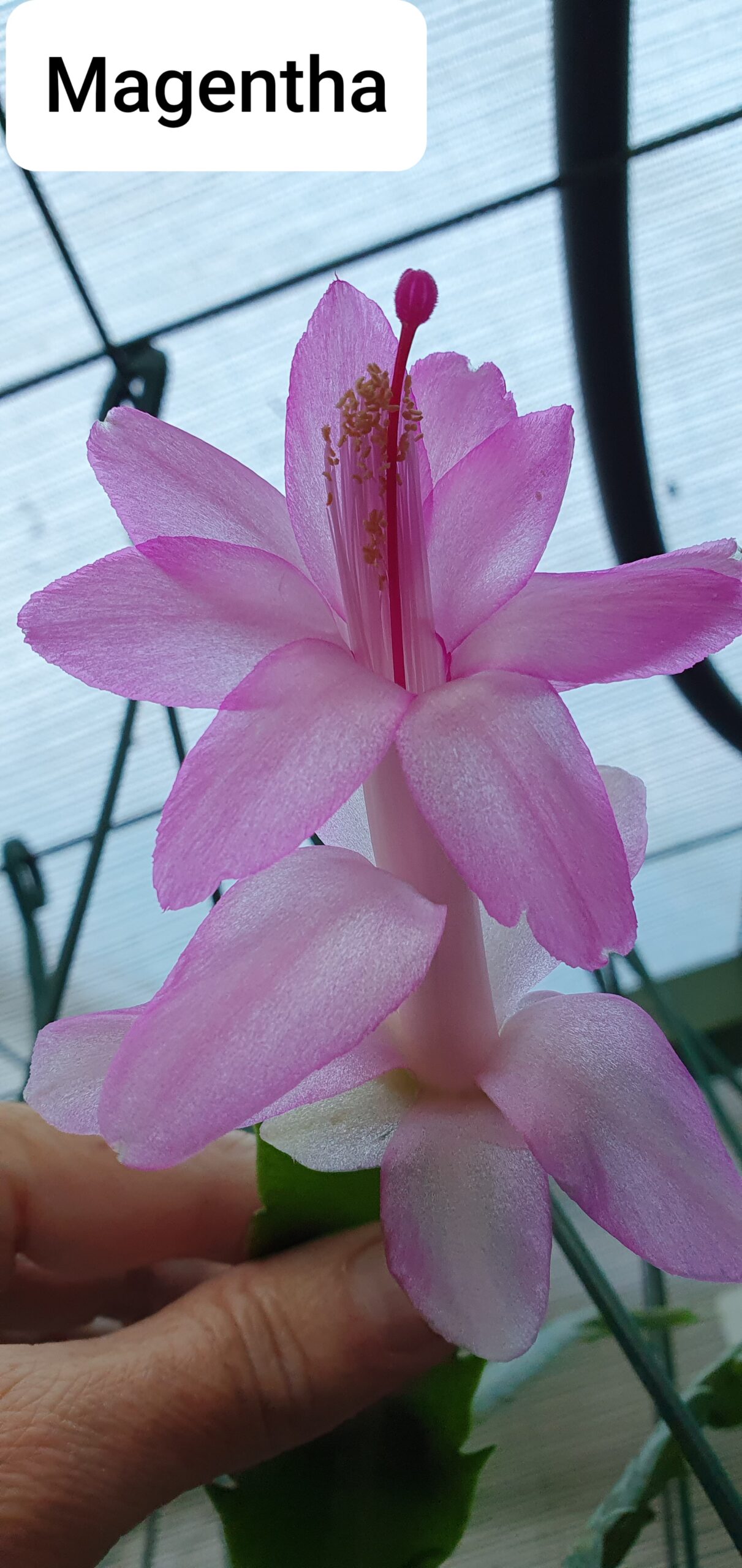 Schlumbergera - Magenta
