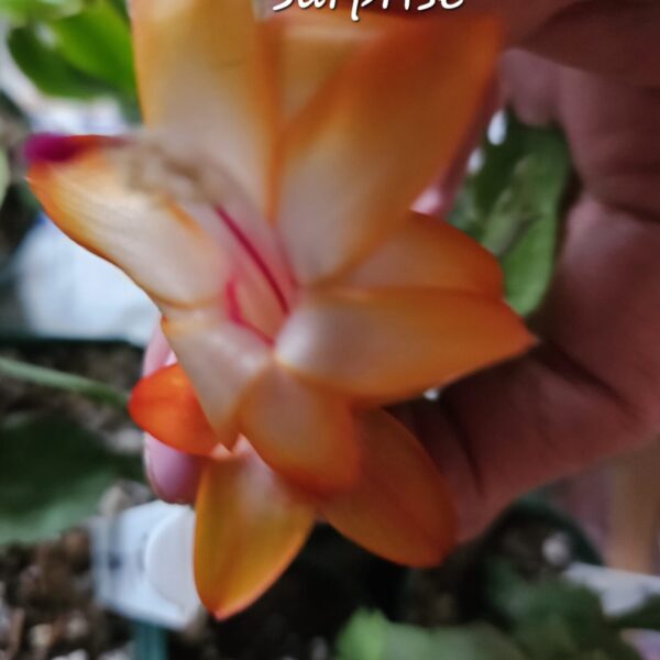 Schlumbergera - Marie's Kokanje Surprise