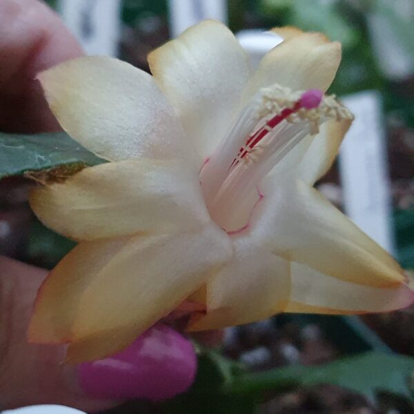 Schlumbergera - Mellow Yellow