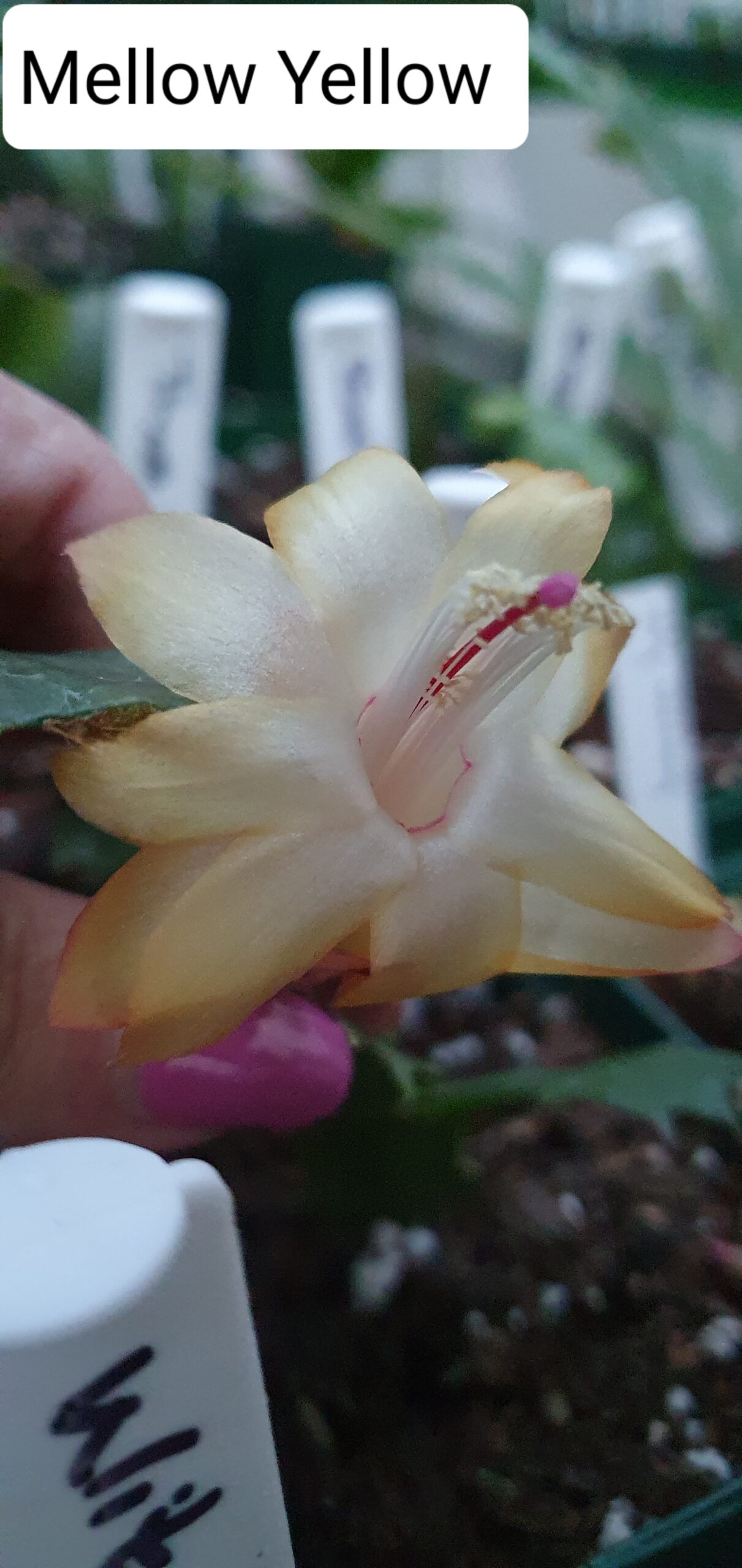 Schlumbergera - Mellow Yellow